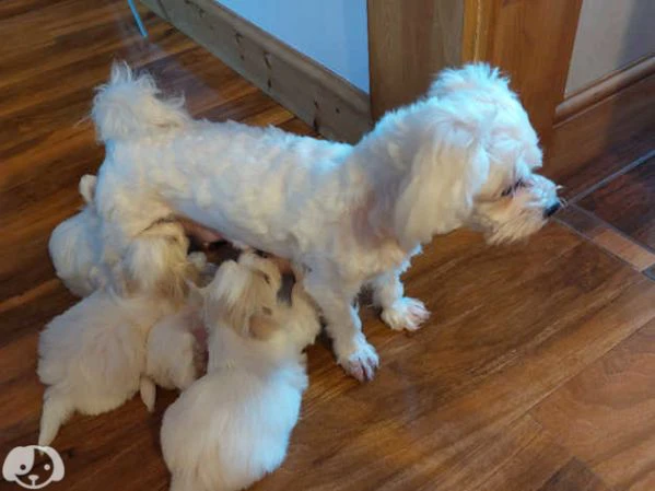 maltese cucciolo maschio | Foto 0