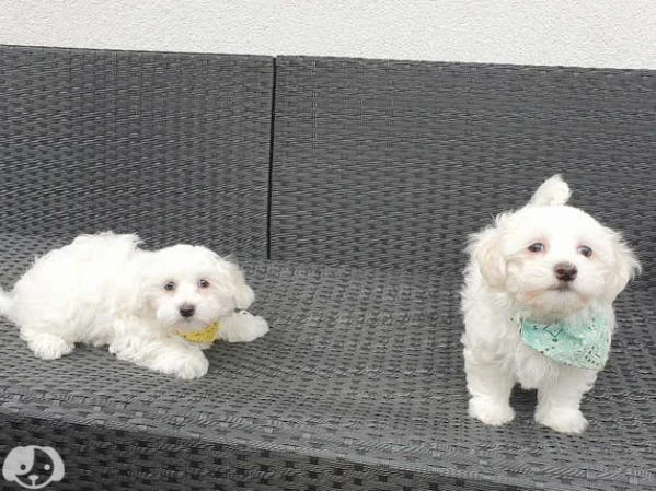maltese cuccioli | Foto 4