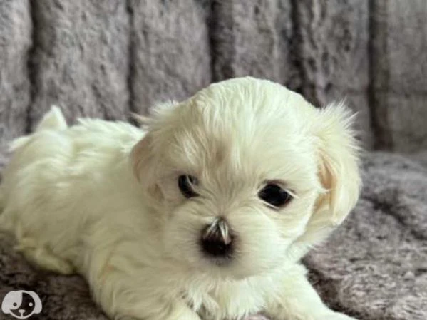 disponibili cuccioli di maltesi | Foto 3