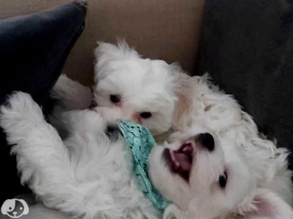 bichon maltese | Foto 3