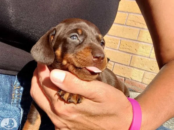 cuccioli di bassotto