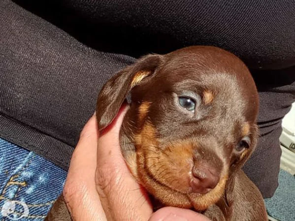 cuccioli di bassotto | Foto 1