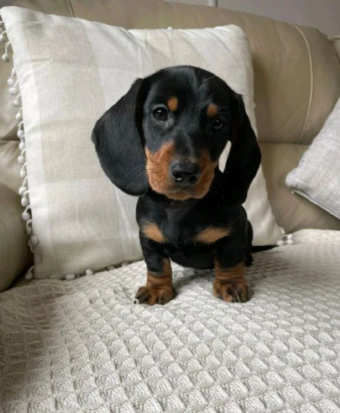 cucciola bassotto tedesco pedigree enci | Foto 0