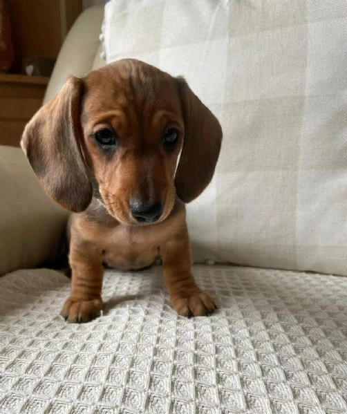 cucciola bassotto tedesco pedigree enci