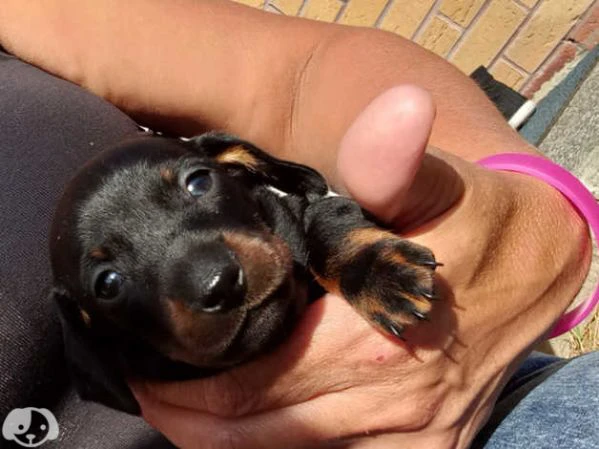 bassotto tedesco a pelo corto - cuccioli | Foto 2
