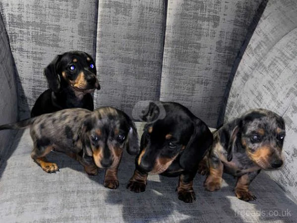 bassotto tedesco a pelo corto - cuccioli | Foto 1