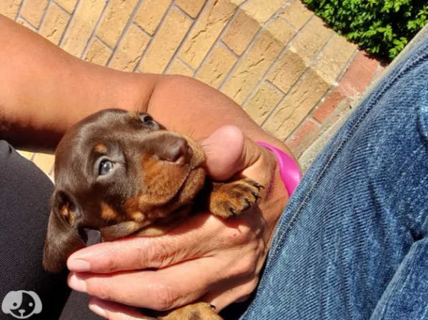 cuccioli di razza bassotto  | Foto 2
