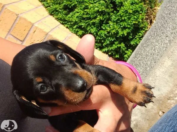 cuccioli di razza bassotto  | Foto 1