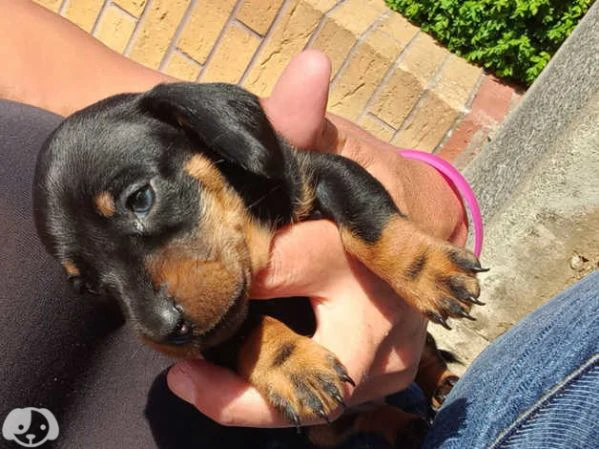 cuccioli di razza bassotto 