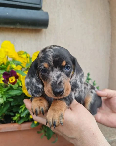cuccioli di bassotto disponibili