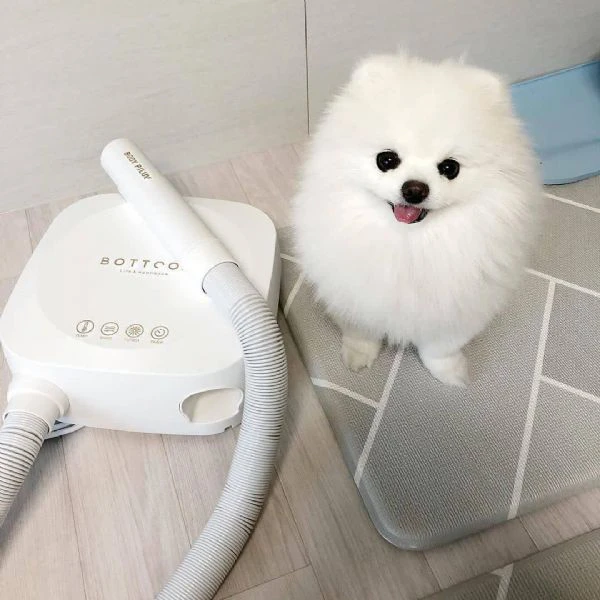 spitz di pomerania  | Foto 0