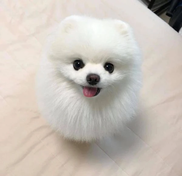 spitz di pomerania 