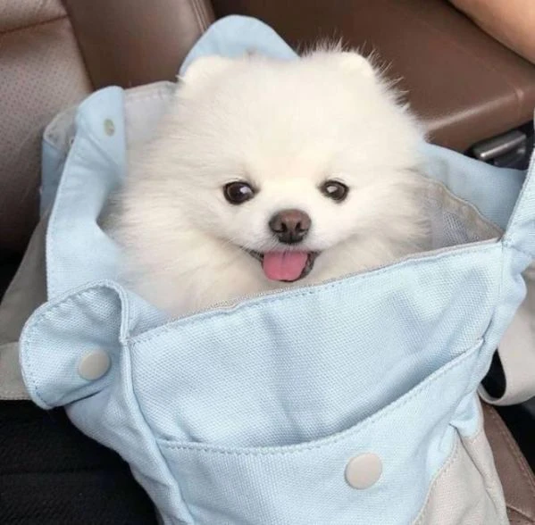 cucciolo di spitz nano