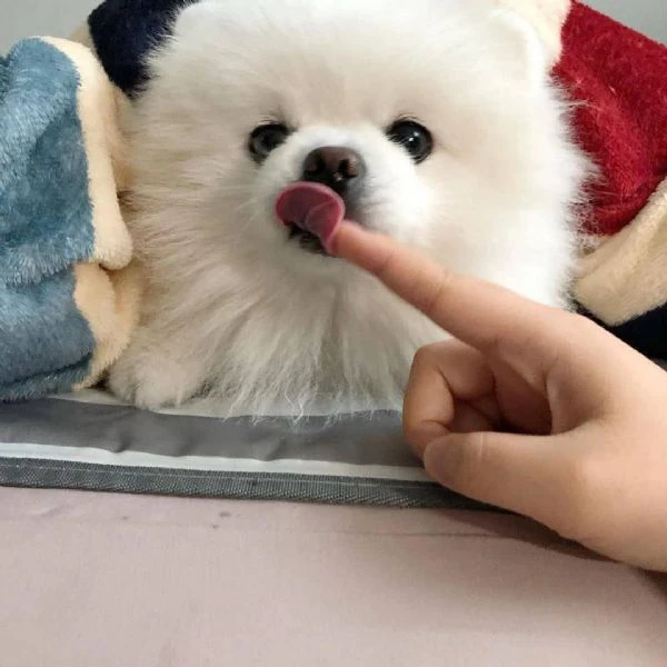 spitz pomerania