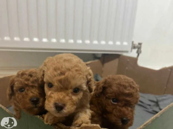 barboncino toy red con pedigree enci per monta