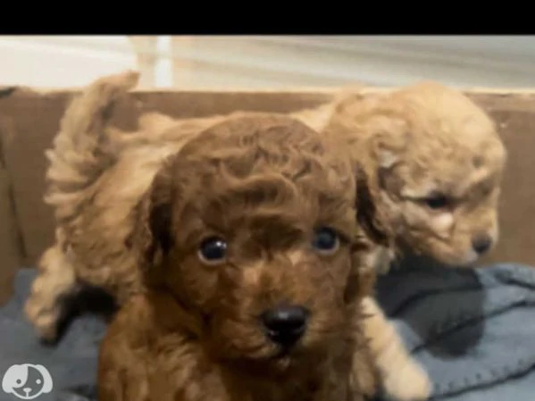 barboncino senza pedigree 7 mesi