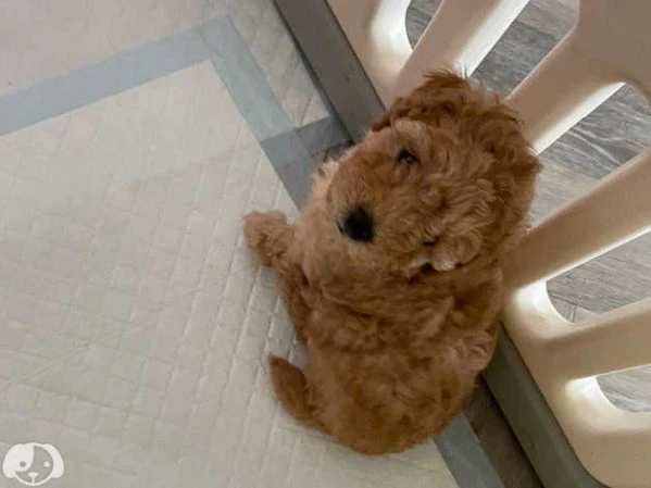 barboncini toy red con pedigree