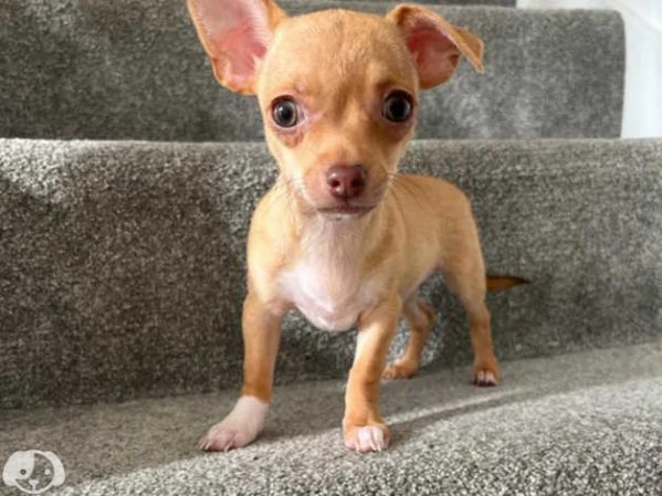 disponibili chihuahua