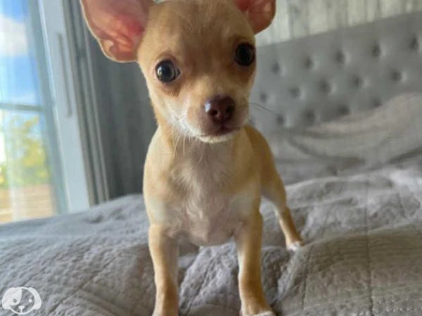 cucciolo chihuahua toy cuccioli maschio e femmina