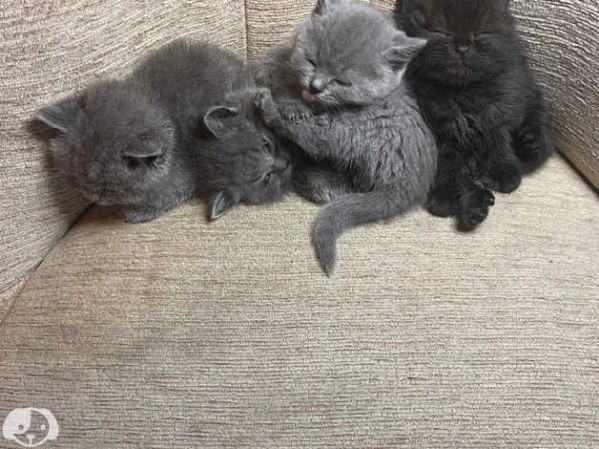 gatti british shorthair | Foto 2