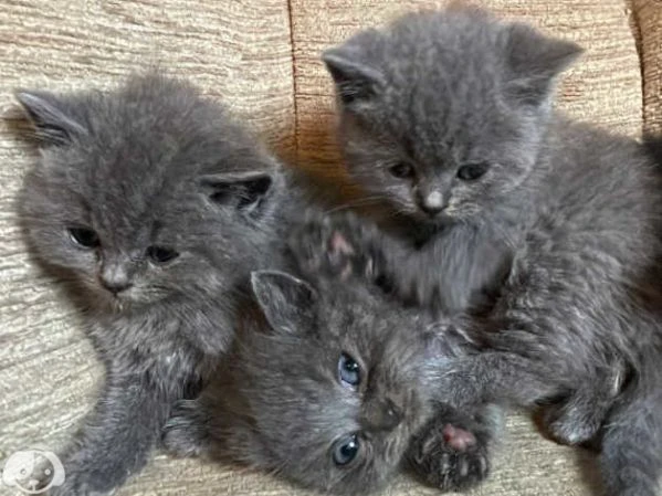 gatti british shorthair | Foto 1