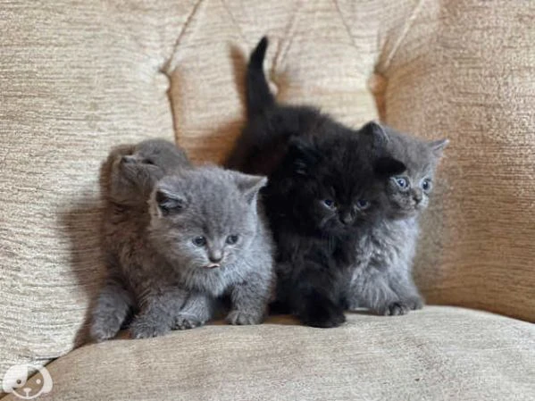 cuccioli di british shorthair alta qualità | Foto 1