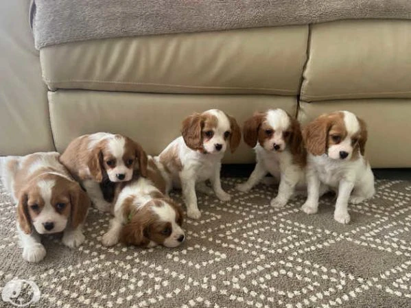 cuccioli di cavalier king charles spaniel | Foto 2