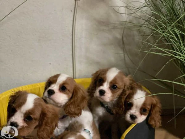 cuccioli di cavalier king charles spaniel | Foto 1