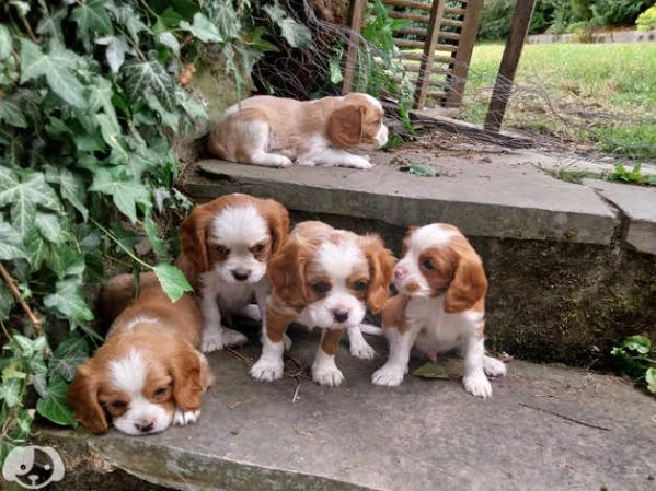 cuccioli di cavalier king charles spaniel