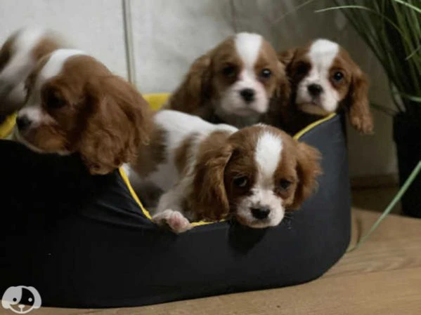 cavalier king charles spaniel cuccioli