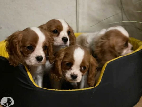 cavalier king charles spaniel cuccioli | Foto 2