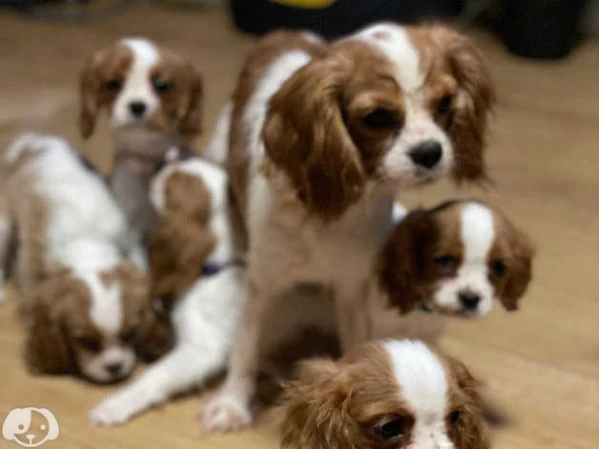 cavalier king charles spaniel cuccioli | Foto 1