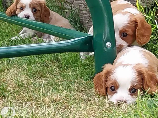 cavalier king charles spaniel cuccioli | Foto 0