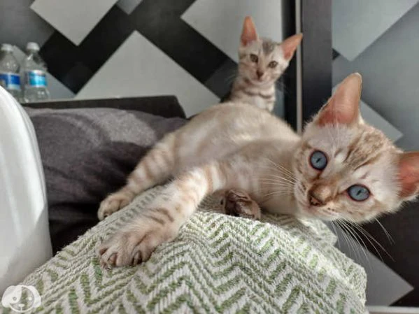 gattini bengala con pedigree anfi | Foto 2