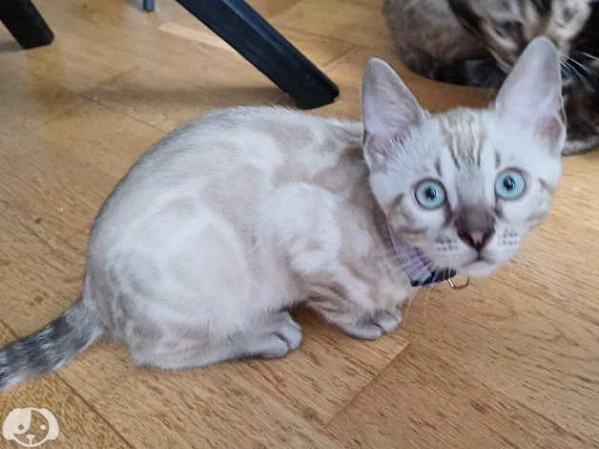 gattini bengala con pedigree anfi