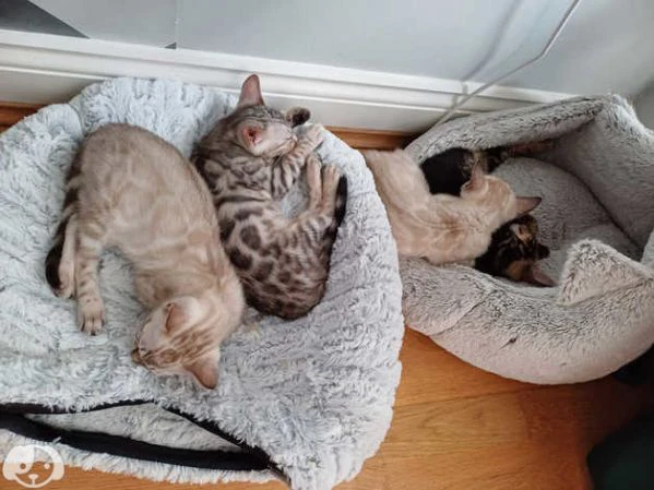 gattini bengala con pedigree anfi | Foto 1