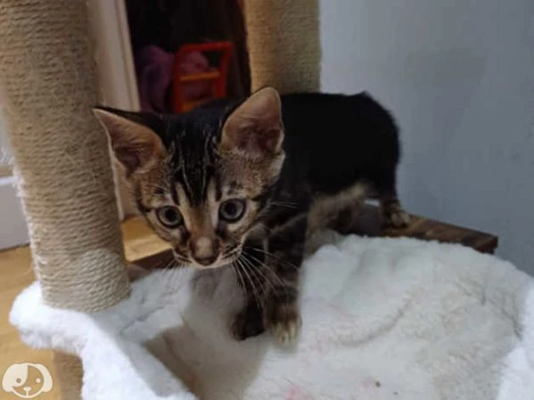 gattini bengala con pedigree anfi | Foto 0