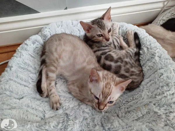 cucciola di bengala | Foto 1
