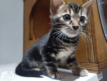 cucciola di bengala | Foto 0