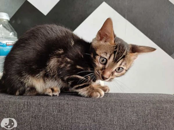 cuccioli bengala brown