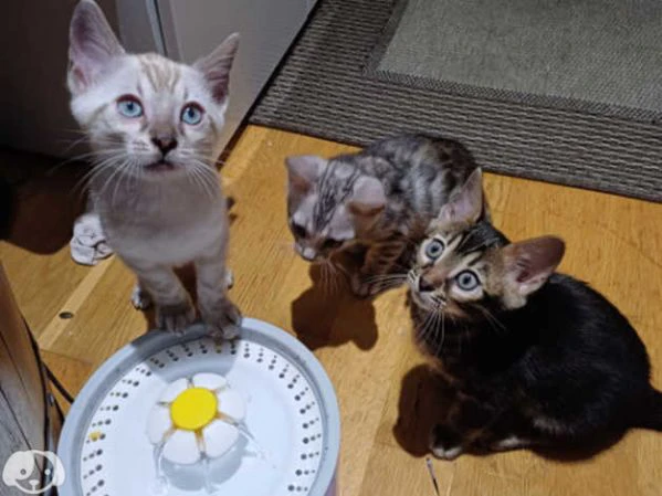 cuccioli di gatto del bengala | Foto 2