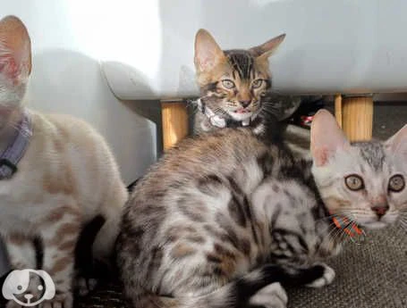 cuccioli di gatto del bengala | Foto 1
