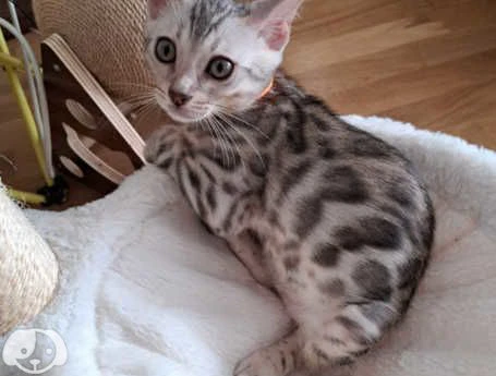 cuccioli di gatto del bengala | Foto 0