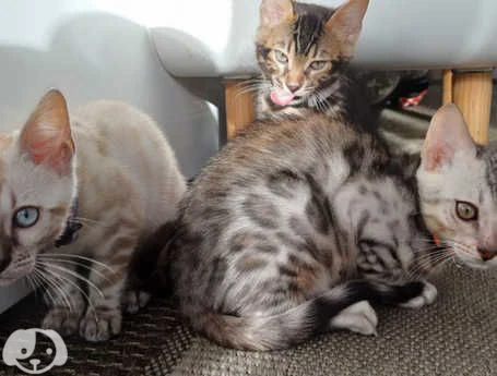 gatto della razza bengala | Foto 3