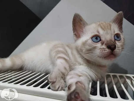 gatto della razza bengala | Foto 0