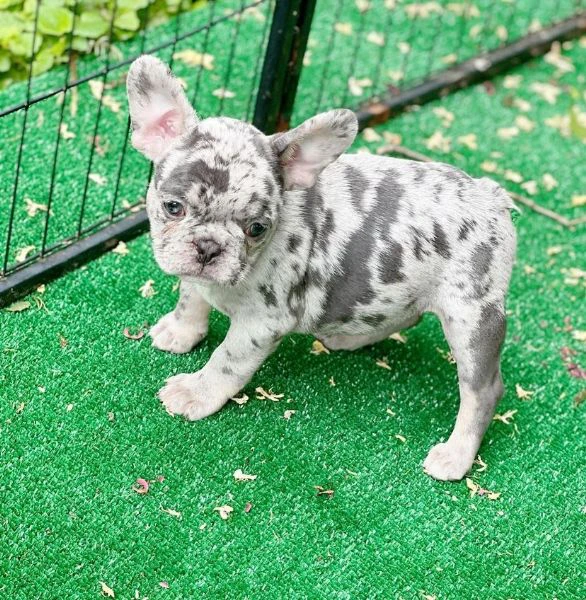 adorabili cuccioli di bulldog francese di 12 settimane pronti per una famiglia amorevole!