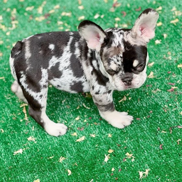 adorabili cuccioli di bulldog francese di 12 settimane pronti per una famiglia amorevole! | Foto 0