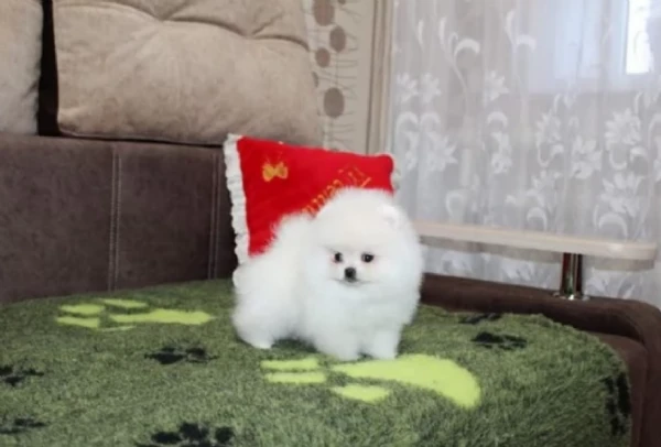 disponibili ultimi cuccioli di spitz pomerania toy | Foto 4