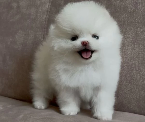 disponibili ultimi cuccioli di spitz pomerania toy | Foto 3