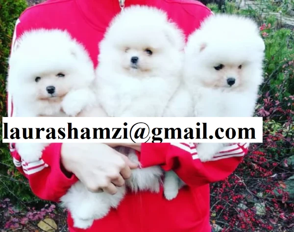 disponibili ultimi cuccioli di spitz pomerania toy